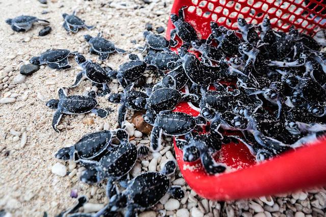 Tới Côn Đảo không chỉ du lịch tâm linh: Cùng khám phá và tận hưởng thiên nhiên hoang sơ tuyệt mĩ với nhiếp ảnh gia Quỷ Cốc Tử - Ảnh 13. Tới Côn Đảo không chỉ du lịch tâm linh: Cùng khám phá và tận hưởng thiên nhiên hoang sơ tuyệt mĩ với nhiếp ảnh gia Quỷ Cốc Tử - Ảnh 13.