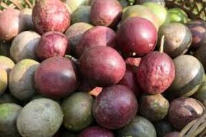 Chanh leo tăng trưởng thần tốc, lập kỷ lục xuất khẩu