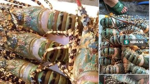 Tôm hùm - món ăn xa xỉ của nhà giàu giảm giá thê thảm, dài cổ chờ "giải cứu"