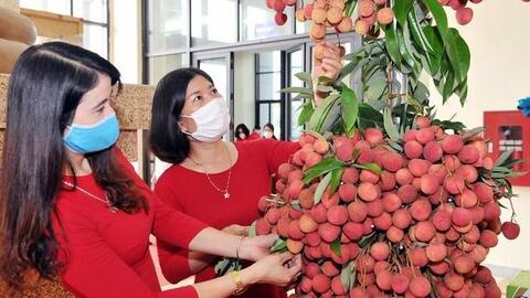 Bắc Giang muốn xuất khẩu vải thiều đi Mỹ