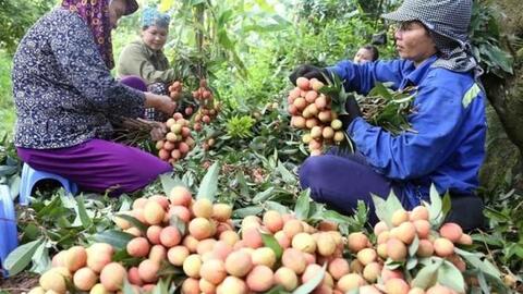 Vải thiều đầu mùa giá 80.000 đồng/kg