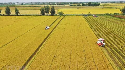 Giá lúa gạo bắt đầu tăng sau "sự kiện Ấn Độ"