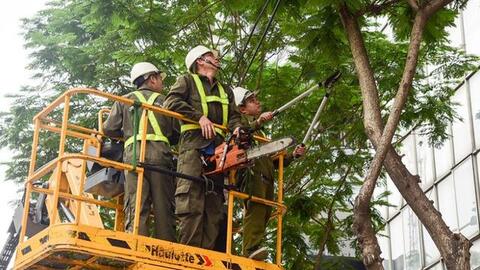 Công ty Cây xanh Hà Nội làm ăn thế nào?