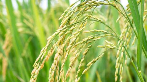 Giá lúa gạo hôm nay 16-2: Sôi động