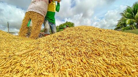 Giá lúa gạo hôm nay (13-3): Giá gạo biến động khó dự đoán