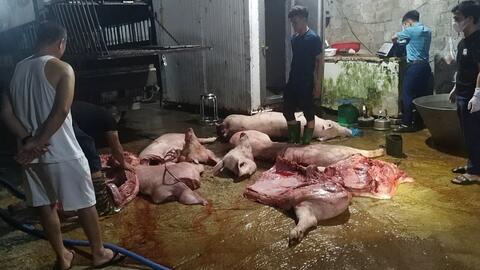 Bắt giữ hơn 1 tấn cá thể lợn, thịt lợn mắc dịch tả lợn Châu Phi