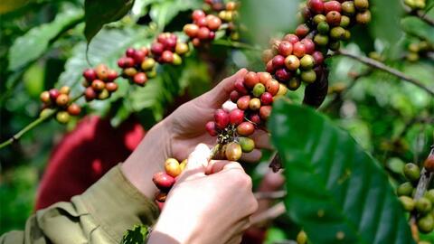 Giá cà phê trong nước tiếp tục tăng mạnh