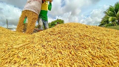 Giá lúa gạo hôm nay (19-4): Gạo tăng, lúa giảm nhẹ