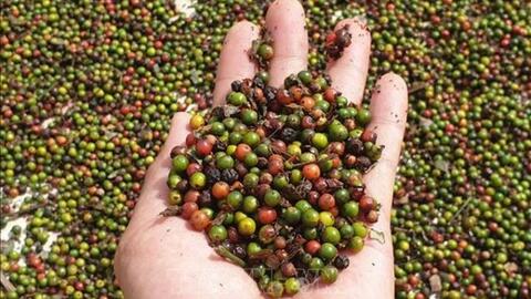 Giá hồ tiêu hôm nay (7-6): Lập kỷ lục mới