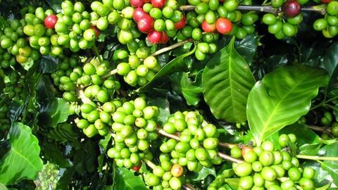 Giá cà phê hôm nay (26-6): Tăng mạnh