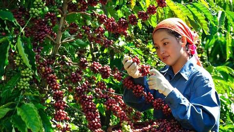 Bản tin nông sản hôm nay (10-10): Giá hồ tiêu bật tăng mạnh