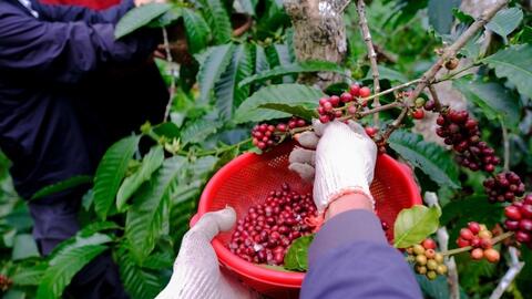 Giá nông sản hôm nay (24-2): Giá hồ tiêu tăng nhẹ; giá cà phê, lúa gạo ổn định
