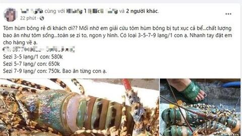 Tôm hùm - món ăn xa xỉ của nhà giàu giảm giá thê thảm, dài cổ chờ "giải cứu"