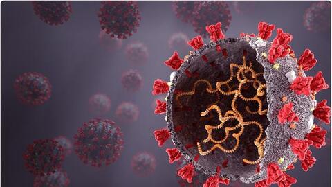 Phát hiên loại rau chứa hoá chất làm chậm sự phát triển của Covid-19 và nguy cơ tổn thương phổi