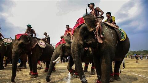 Điều chỉnh đề án Tổng thể bảo tồn voi Việt Nam giai đoạn 2013 - 2020