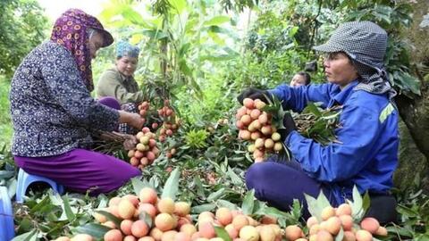 Vải thiều đầu mùa giá 80.000 đồng/kg