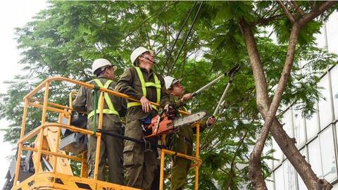 Công ty Cây xanh Hà Nội làm ăn thế nào?