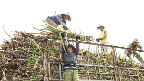 Chính sách “giá mía bảo hiểm” giúp người dân gắn bó với cây mía