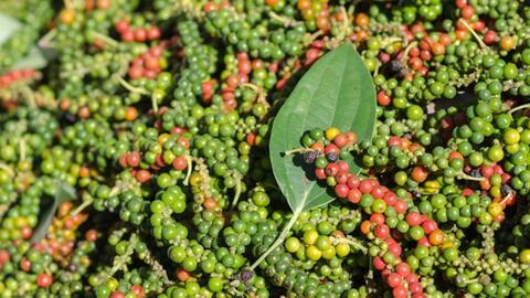 Giá hồ tiêu hôm nay (17-5): Tăng mạnh