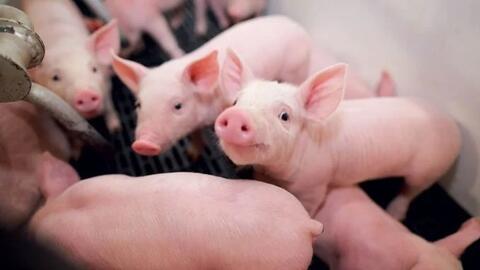 Giá lợn hơi hôm nay (17-5): Giá lợn hơi tăng cao nhất 2.000 đồng/kg