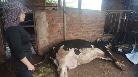 Lâm Đồng: 4 huyện, thành phố xuất hiện bò sữa mắc bệnh tiêu chảy