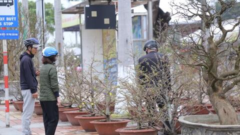 500 gốc mai thế độc, dáng đẹp quy tụ tại triển lãm mai vàng