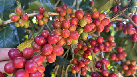 Giá cà phê Robusta bật tăng 2,4% lên 4.477 USD/tấn