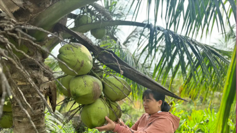 Vĩnh Long: Hiệu quả cao từ các mô hình kinh tế vùng dân tộc thiểu số