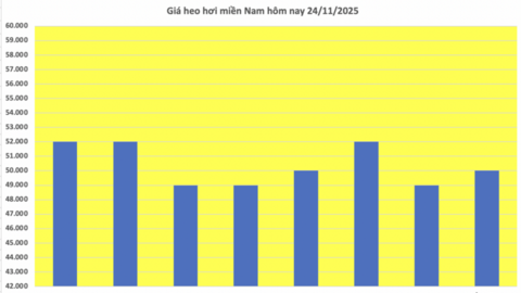 Giá heo hơi hôm nay 24/11/2025: Đi ngang cả 3 miền