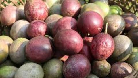 Chanh leo tăng trưởng thần tốc, lập kỷ lục xuất khẩu