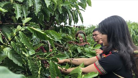 Xuất khẩu cà phê, hồ tiêu: Tăng tốc nhờ xuất xứ hàng hóa và chất lượng