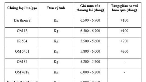 Giá lúa gạo hôm nay ngày 25/12: Lúa tươi đồng loạt tăng mạnh