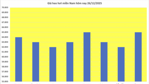 Giá heo hơi hôm nay 26/12/2025: Biến động trái chiều