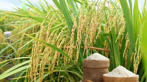 Giá lúa gạo hôm nay ngày 6/1: Gạo xuất khẩu tiếp đà tăng