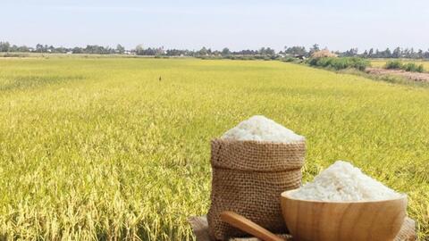 Giá lúa gạo hôm nay ngày 27/1/2026: Thị trường trầm lắng