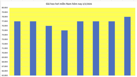 Giá heo hơi hôm nay 2/2/2026: Giảm diện rộng tại miền Bắc, miền Trung
