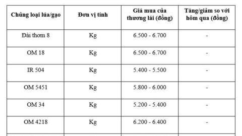Giá lúa gạo hôm nay ngày 6/2/2026: Cận Tết thị trường giao dịch chậm