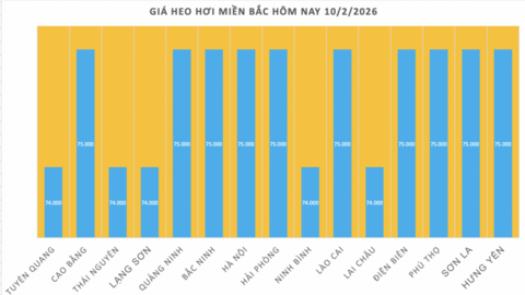 Giá heo hơi hôm nay 10/2/2026: Tiếp đà giảm diện rộng