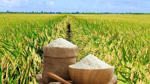 Giá lúa gạo hôm nay ngày 13/2/2026: Cận Tết thị trường giao dịch chậm, giá ổn định