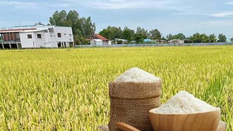 Giá lúa gạo hôm nay ngày 4/3/2026: Gạo xuất khẩu biến động nhẹ