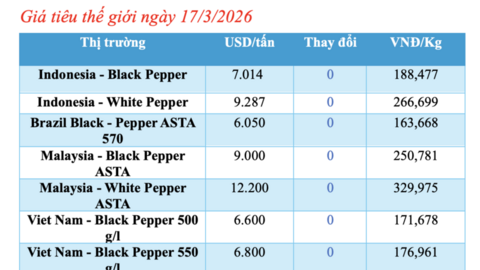 Giá tiêu hôm nay 17/3/2026: Giảm mạnh đến 3.500 đồng/kg