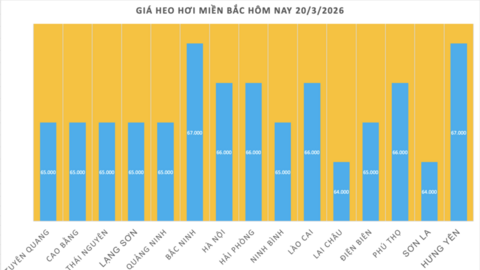 Giá heo hơi hôm nay 20/3/2026: Duy trì đà tăng mạnh