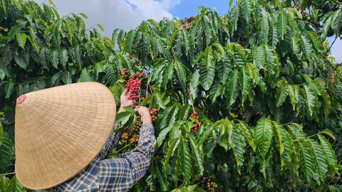 Giá cà phê hôm nay 5/4/2026: Cao nhất 89.200 đồng/kg