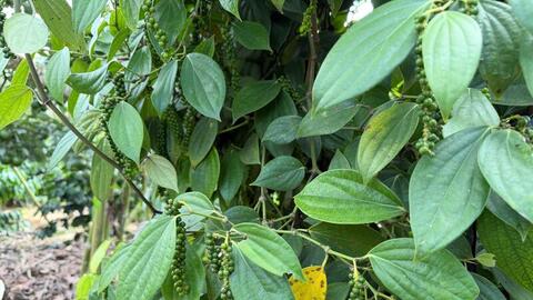 Giá tiêu hôm nay 5/4/2026: Dao động từ 138.000 - 139.000 đồng/kg