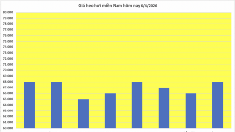 Giá heo hơi hôm nay 6/4/2026: Tăng nhẹ tại miền Bắc, miền Trung