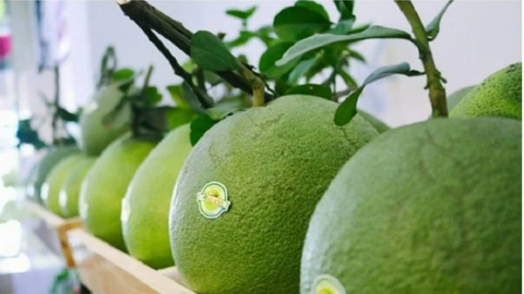 Chính thức mở cửa thị trường Trung Quốc cho quả bưởi, chanh Việt Nam