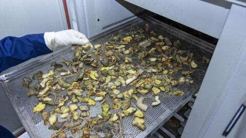 Thị trường dược liệu mở rộng, sâm Lai Châu đứng trước cơ hội bứt phá