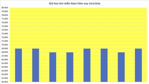 Giá heo hơi hôm nay 24/4/2026: Tăng vài nơi