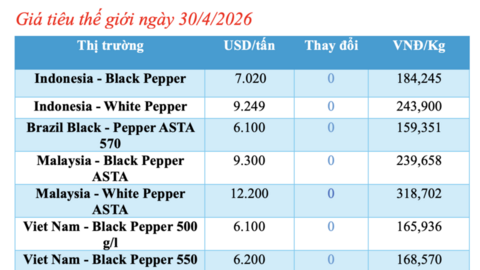 Giá tiêu hôm nay 30/4/2026: Tăng nhẹ tại Gia Lai