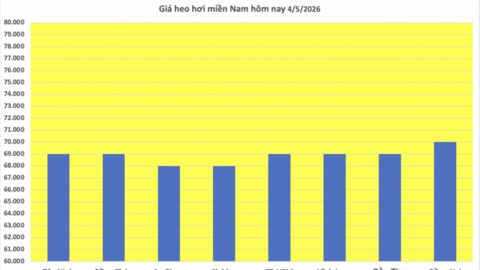Giá heo hơi hôm nay 4/5/2026: Chạm mốc 70.000 đồng/kg